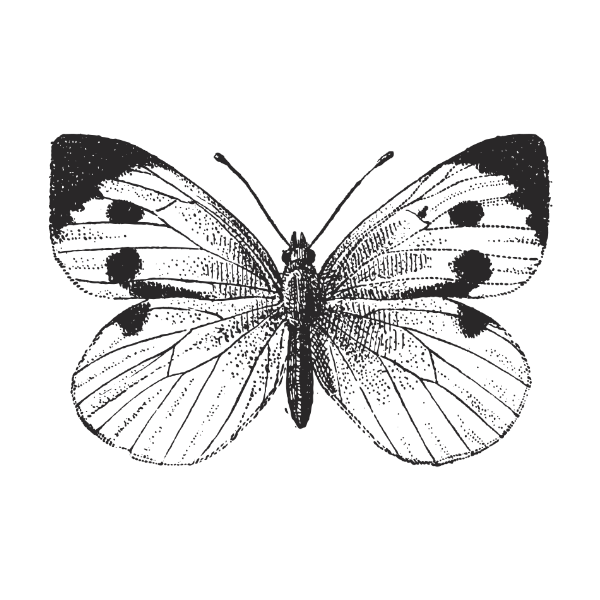 Wilder Days Candle Company logo